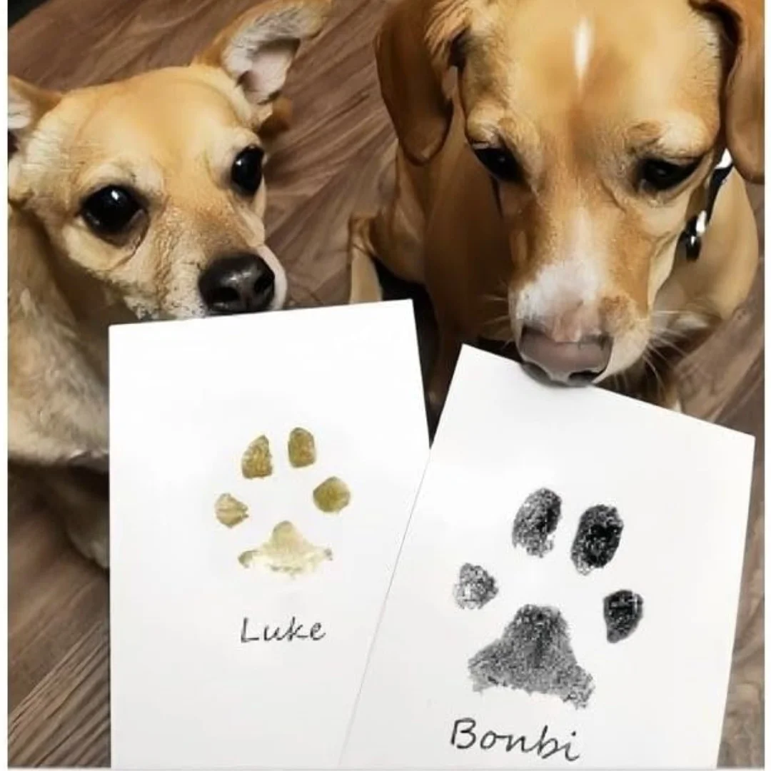 Cat Dog Paw Print Ink Kit Pad  - đánh giá và giá Footprint Ink Kit